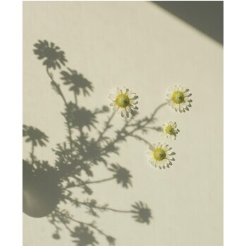 自眉を活かしたナチュラルな平行眉の作り方の眉毛デザイン写真